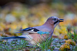 Image. Eurasian Jay