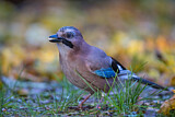 Image. Eurasian Jay