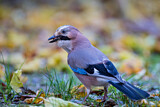 Image. Eurasian Jay