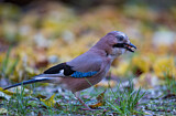 Image. Eurasian Jay