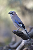 Image. Eurasian Jay