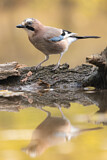 Image. Eurasian Jay