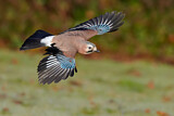 Image. Eurasian Jay