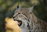 Image. Eurasian Lynx