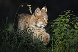 Image. Eurasian Lynx