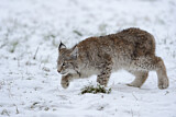 Image. Eurasian Lynx