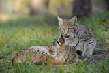 Image. Eurasian Lynx