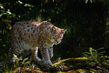 Image. Eurasian Lynx