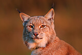 Image. Eurasian Lynx