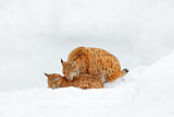 Image. Eurasian Lynx