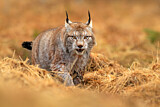 Image. Eurasian Lynx