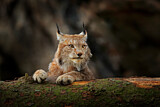Image. Eurasian Lynx