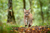 Image. Eurasian Lynx