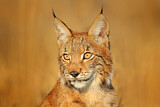 Image. Eurasian Lynx