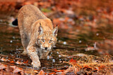 Image. Eurasian Lynx