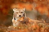 Image. Eurasian Lynx