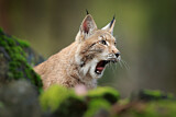 Image. Eurasian Lynx