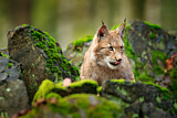 Image. Eurasian Lynx