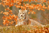 Image. Eurasian Lynx