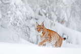 Image. Eurasian Lynx