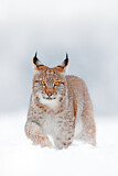 Image. Eurasian Lynx