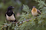 Image. Eurasian Magpie & Great Spotted Cuckoo