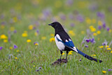 Image. Eurasian Magpie