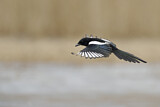 Image. Eurasian Magpie