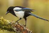 Image. Eurasian Magpie