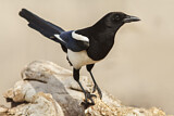 Image. Eurasian Magpie