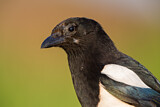 Image. Eurasian Magpie