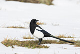 Image. Eurasian Magpie