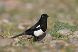 Image. Eurasian Magpie