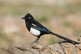 Image. Eurasian Magpie