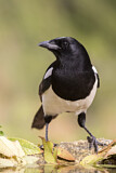 Image. Eurasian Magpie