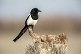 Image. Eurasian Magpie