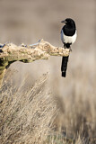 Image. Eurasian Magpie