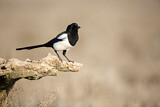 Image. Eurasian Magpie