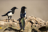 Image. Eurasian Magpie