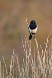 Image. Eurasian Magpie