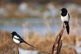 Image. Eurasian Magpie