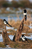 Image. Eurasian Magpie
