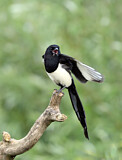 Image. Eurasian Magpie