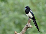 Image. Eurasian Magpie