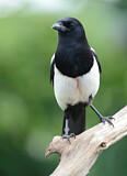 Image. Eurasian Magpie