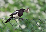 Image. Eurasian Magpie
