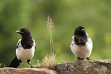 Image. Eurasian Magpie