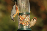 Image. Eurasian Nuthatch & Eurasian Tree Sparrow