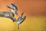 Image. Eurasian Nuthatch & Great Tit