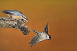 Image. Eurasian Nuthatch & Marsh Tit